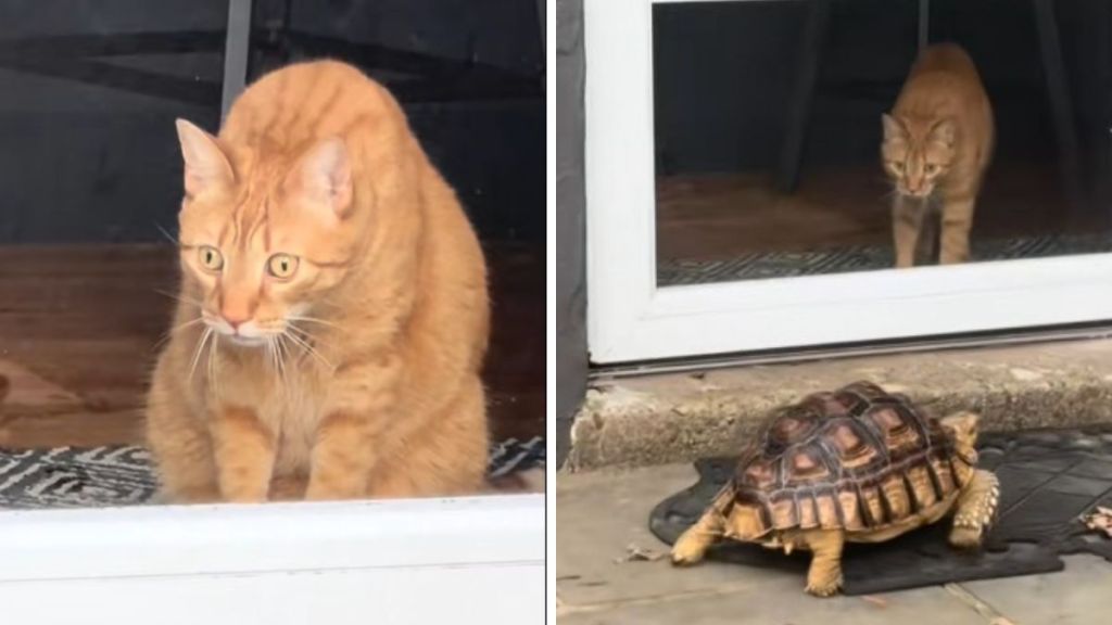 Left image shows a cat staring out a door with uncertainty. Right image shows the moment the cat meets the tortoise and begins backing up.
