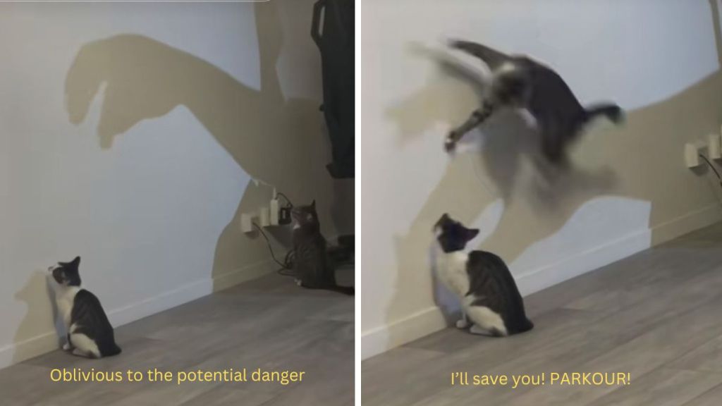 Left image shows a white and gray spotted tabby staring at the wall while a large shadow looms over her head. Right image shows a gray tabby flying through the air as she does a Parkour move to remove the shadow and save her sister.