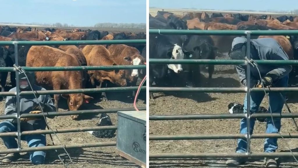 Images show a farmer welding a fence while her cattle dog keeps the cows back and safe.