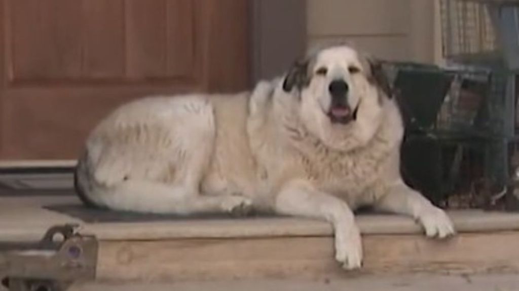 Image shows Anatolian Pyrenees Buford, the dog who found a missing toddler in Arizona.