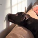 Image shows a dog poking its shadow with its nose, as if to say, "What dis?"