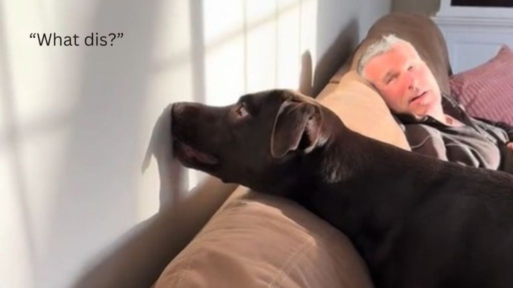 Image shows a dog poking its shadow with its nose, as if to say, "What dis?"