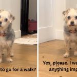 Images show a dog's reaction to her pawrents asking if she wants a walk.
