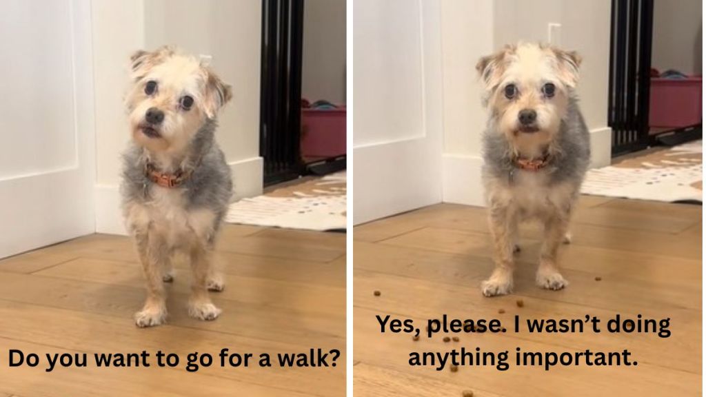 Images show a dog's reaction to her pawrents asking if she wants a walk.