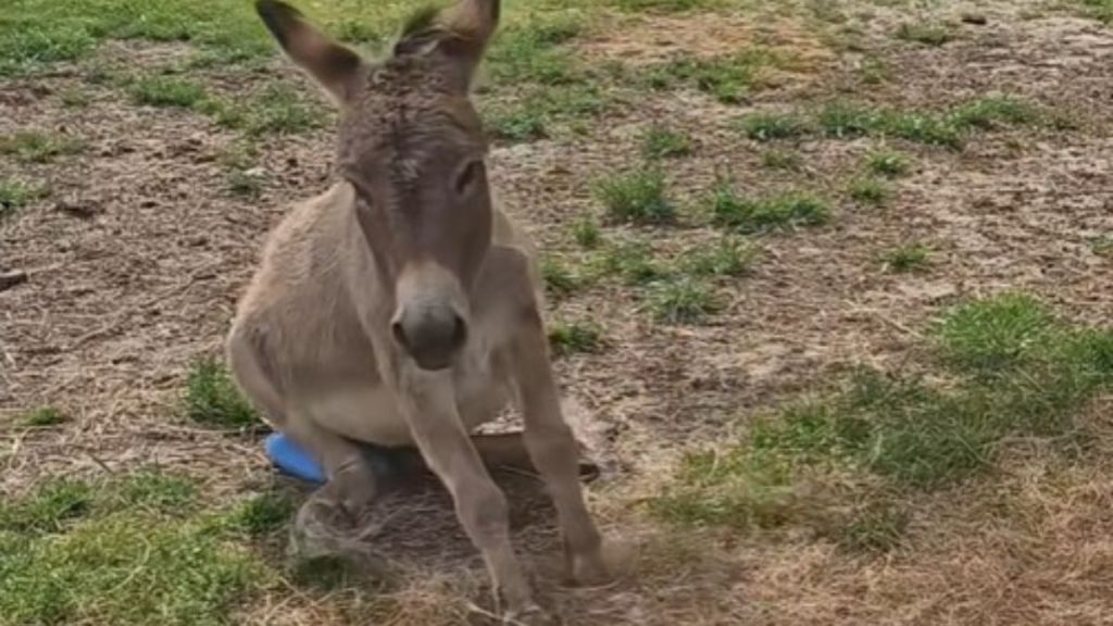 Image shows a donkey who is confused about the purpose of a Jolly Ball.