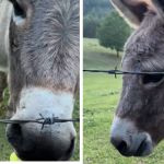 Left image shows Donkey taking a Peep from his owner. Right image shows him chewing...and chewing...and chewing.