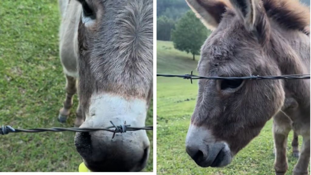 Left image shows Donkey taking a Peep from his owner. Right image shows him chewing...and chewing...and chewing.