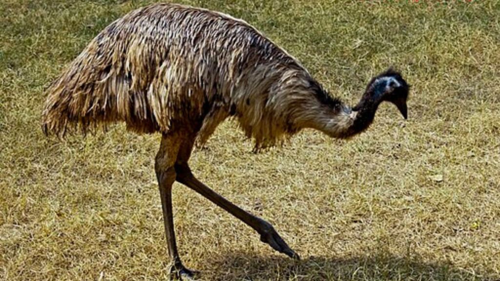 Stock image shows an emu moving in a grassy area.