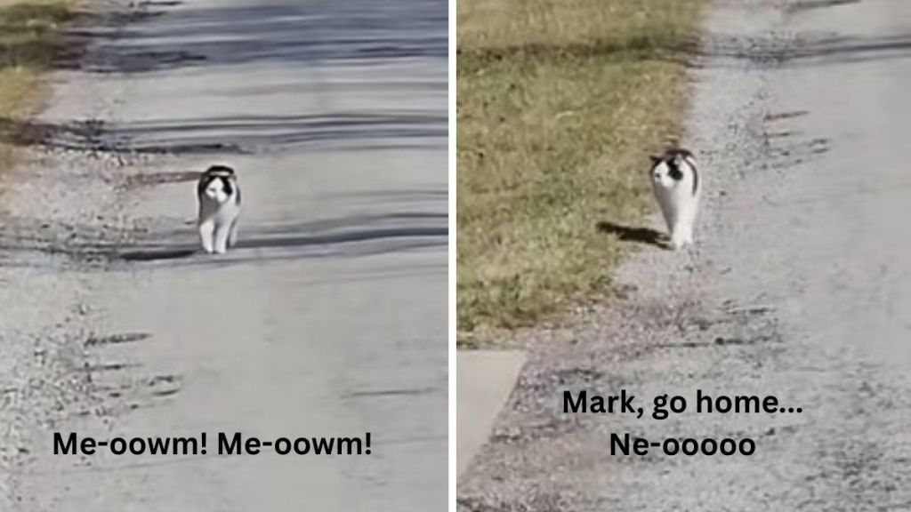 Left image shows farm cat Mark running to catch his mom and hollering. Right image is Mark telling his mom "No" when she tells him to go home.
