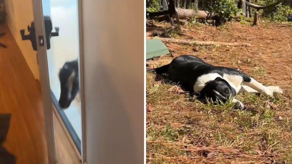 Left image shows Noah, the senior goat, displaying his farm purpose as B&E specialist. Right image shows farm security specialist Ace diligently keeping watch on his eyelids.