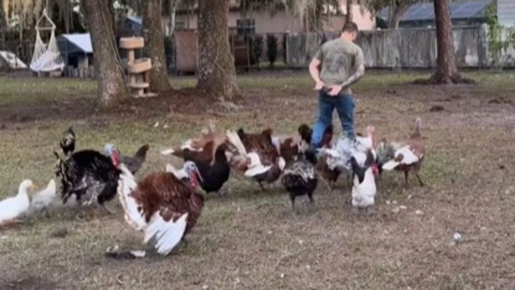 Image shows a man leading a pack of farmyard birds in a parade around his yard.