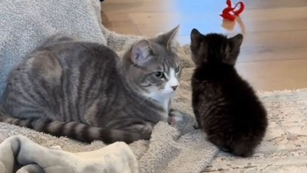 Image shows a tiny foster kitten (right) seeking comfort from an adult tabby cat in its temporary home.