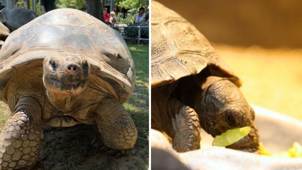 Left image shows the 100-year-old Galapagos tortoise that gave birth. Right image shows one of the four hatchlings eating.