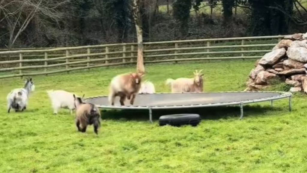 Image shows Ginger the Goat jumping on on a trampoline.