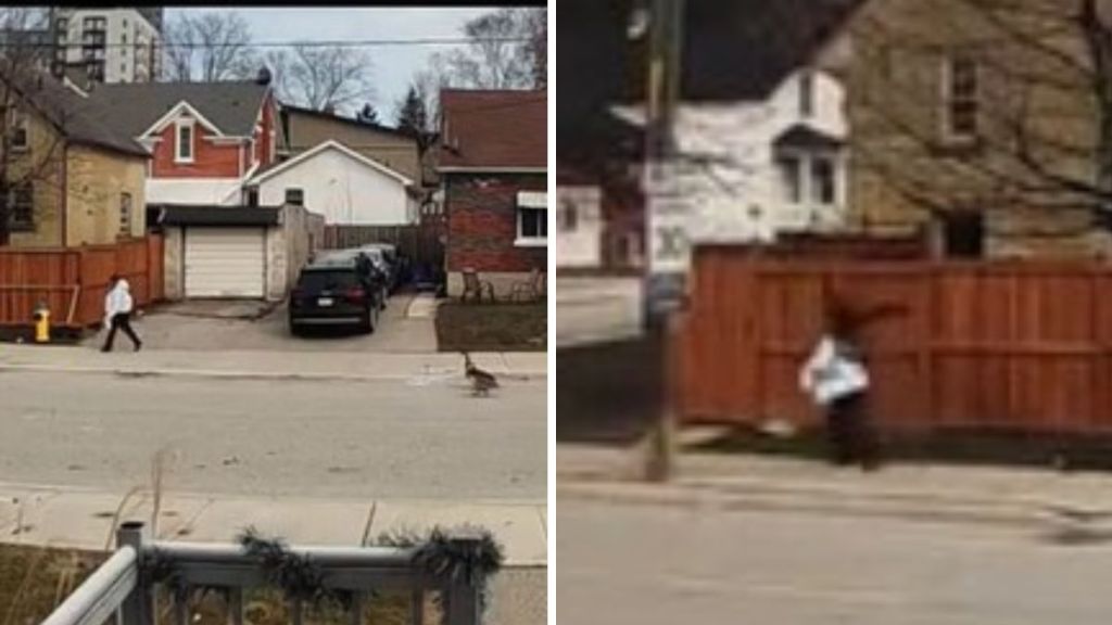 Left image shows a small person in a white hoodie running from the neighborhood goose. Right image shows the goose attacking the back of the pedestrian's head.