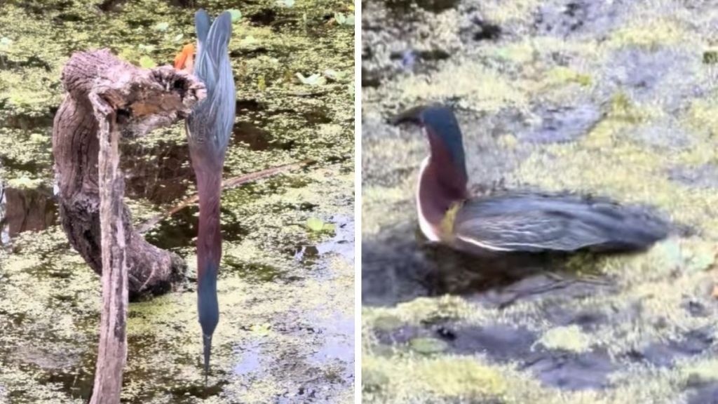 Left image shows a green heron stretching from a branch waiting for a fish to swim under. Right image shows the heron after his successful fishing venture.