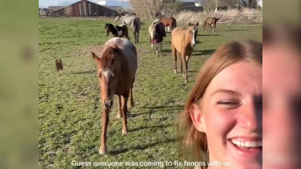 When Horse Trainers Go To Fix Fences, The Entire Crew Decides To Tag Along!