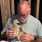 Woman found her husband on the back porch in a cuddle puddle with their new geese.