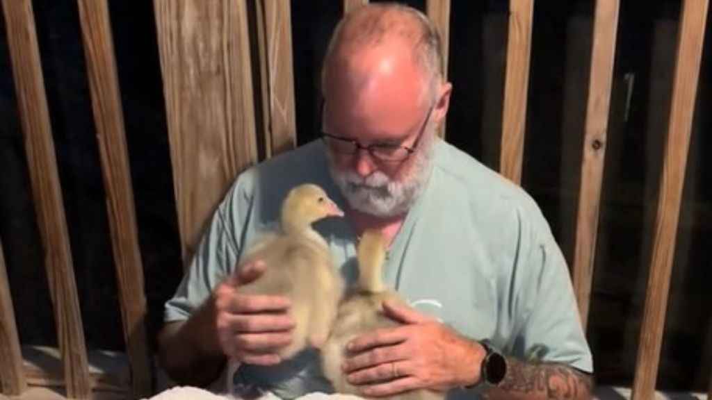 Woman found her husband on the back porch in a cuddle puddle with their new geese.