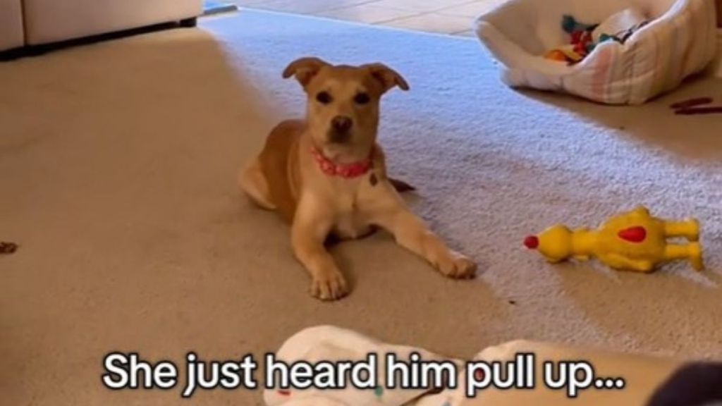 Image shows a dog with ears perked and alert because she heard her dog Dad come home.
