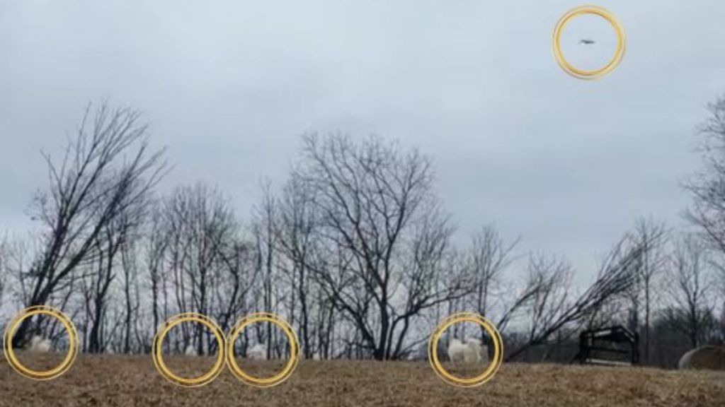 Image shows the four livestock guardian dogs spread out to deter an aerial predator.
