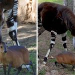An Okapi and a Duiker are best friends at the San Diego Zoo.