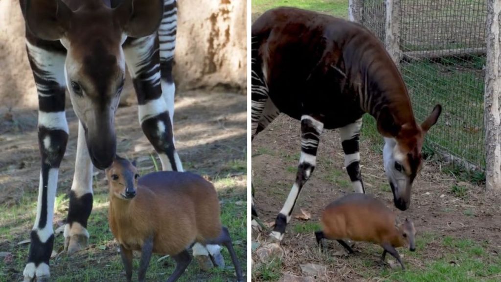 An Okapi and a Duiker are best friends at the San Diego Zoo.