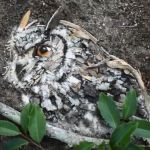 Image shows a great horned owl created out of sticks, bark, leaves and other forest debris.