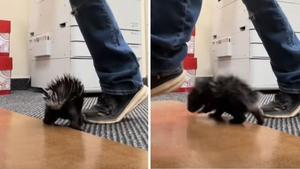 Porcupine cub Toby gets the zoomies after feeding time.
