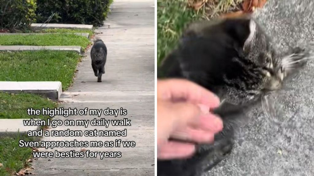 Left image shows a random cat named Sven running toward a walker. Right image shows Sven getting pets.