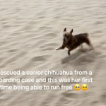 a rescue chihuahua running through sand