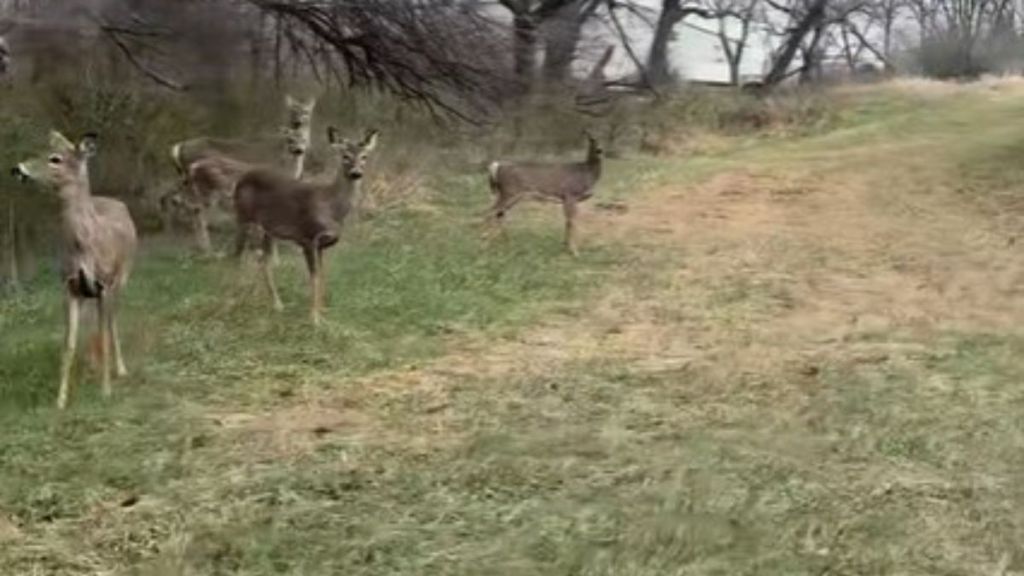 Image shows POV of runner passing a small herd of deer.