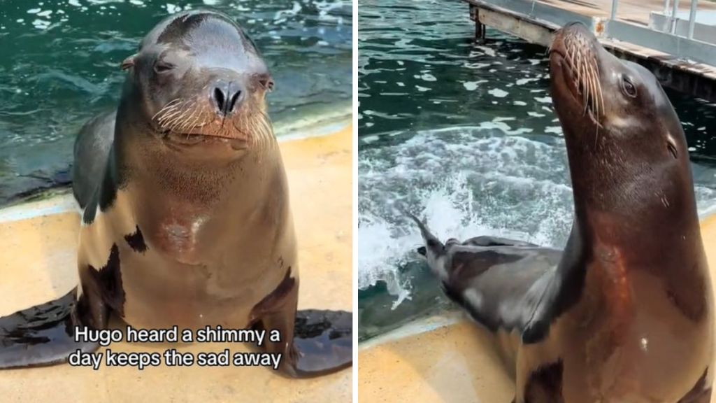 Left image shows Hugo the sea lion being sad. Right image shows Hugo practicing his shimmy a day with a smile.