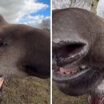 Images show tapirs at Peak Wildlife Park getting chin brushes and loving life.