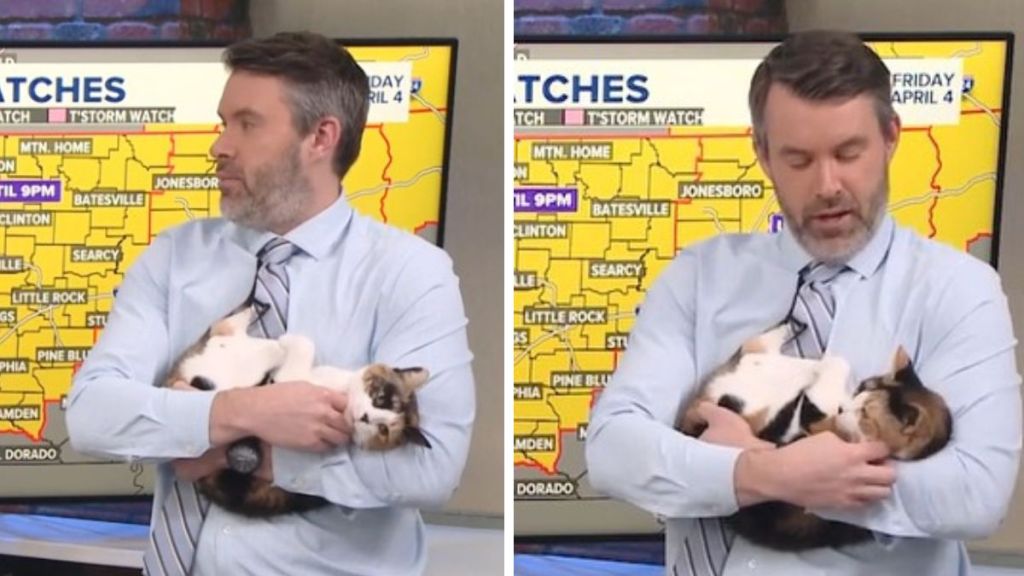 During stormy weather in Arkansas, the weatherman let his cat help with the reporting.