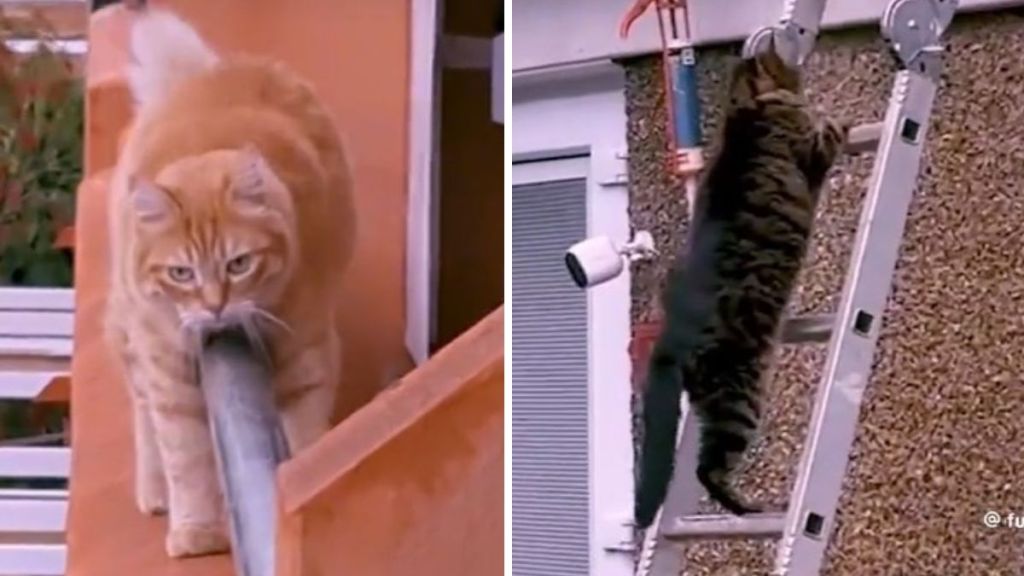 Left image shows a ginger cat straddling a railing and walking along a ledge. Right image shows a weird cat climbing a ladder.
