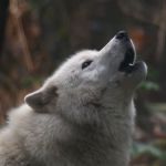 Image shows a Wolf howling.