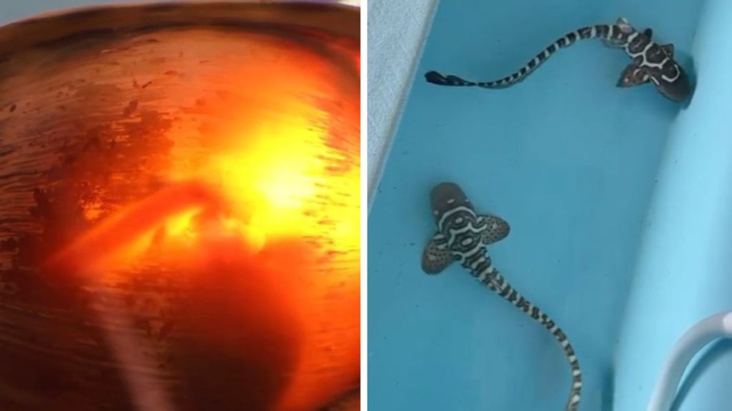 Left image shows a zebra shark egg during "candling" where the pup is visible swimming inside. Right image shows two hatchlings in a small holding tank.