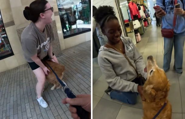 Left image shows Nala the golden retriever doing the stomp with a fan during her mall adventure. Right image shows Nala posing for a picture with a fan.