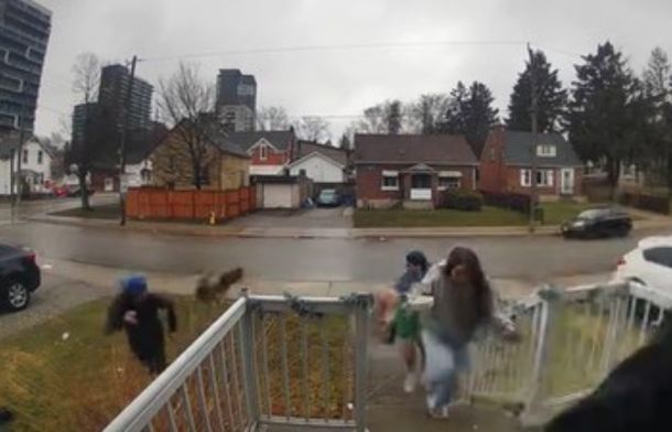Neighborhood goose chases students back into their home.