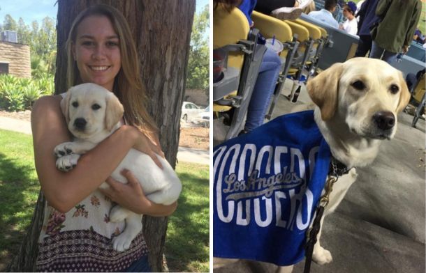 Left image shows Savannah and Bristol at the beginning of her guide dog training. Right image shows Bristol enjoying a Dodgers game.