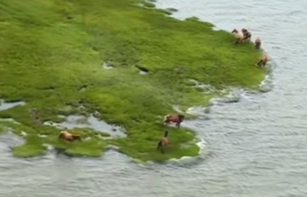 Image shows wild horses grazing as seen from a helicopter.