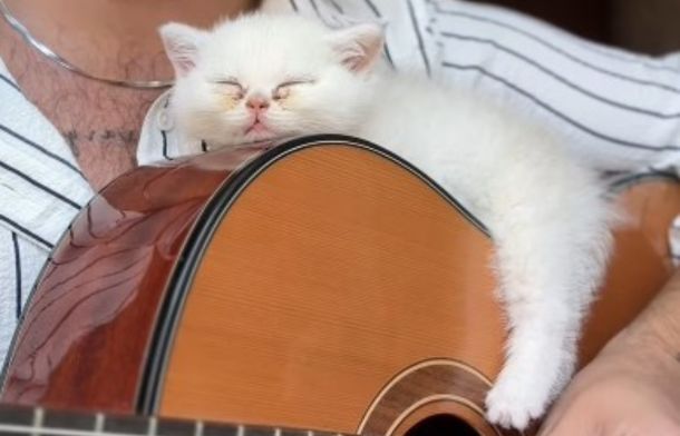 Images show a kitten sleeping snuggly on a guitar.