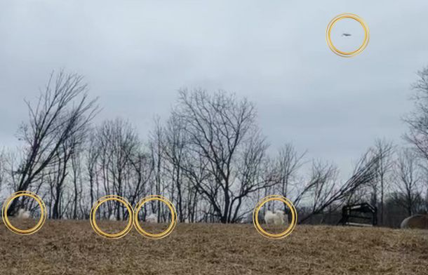 Image shows how the livestock guardian dogs fanned out to cover the entire area while the aerial predator made a final pass before leaving.