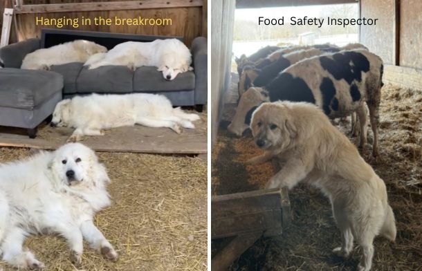 Left image shows four livestock guardian dogs lounging in their breakroom. Right image shows one nosy dog inspecting the cow's feed trough.