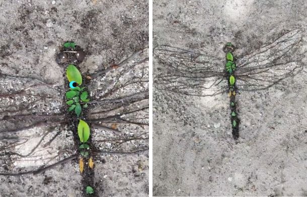 Image shows an artist's creation of a dragonfly using nothing but natures discarded trash.
