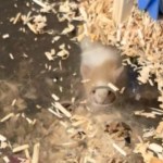 Close up of a tiny mouse under a closed-off section of their cage.