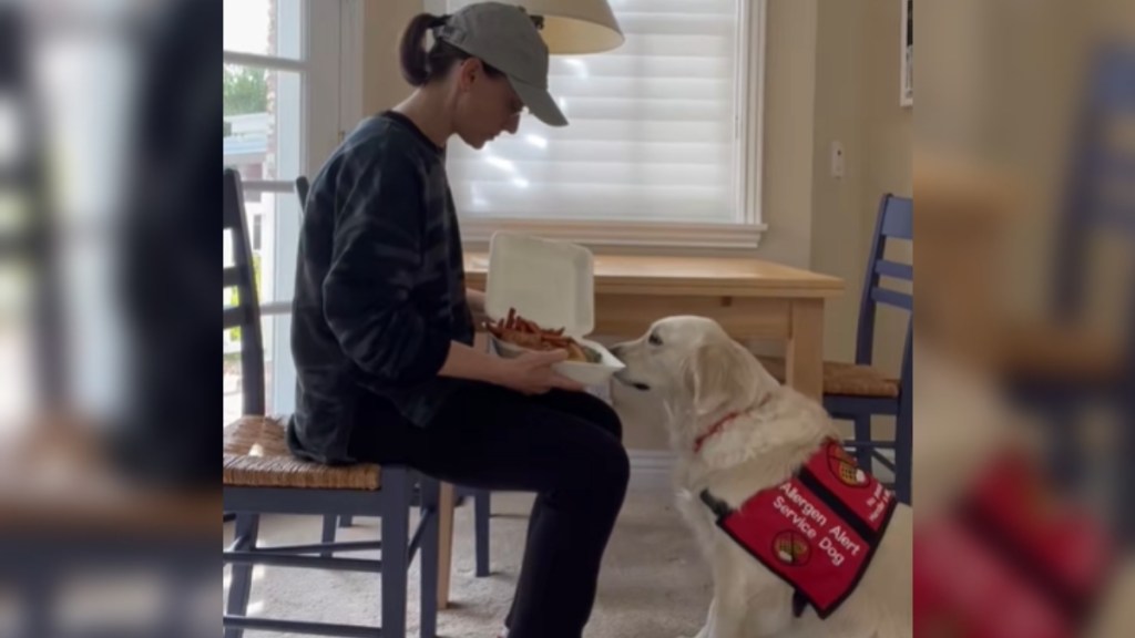 Side-view of a woman sitting in a chair. She's facing a Golden Retriever. In the woman's lap is an open container of fast food. The dog is sniffing the food