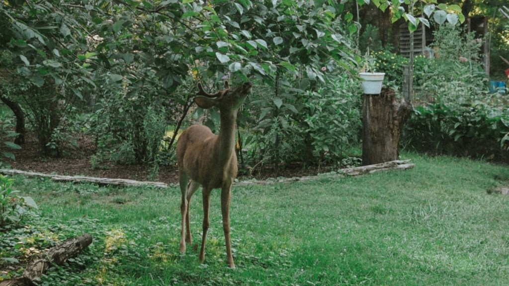 A deer curiously inspects the leaves of a tree in a backyard