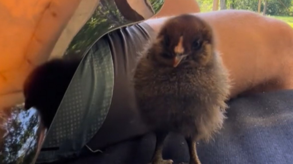 Close up of a baby chicken standing on a seat next to a man who is sitting. Part of a guitar can be seen resting on the man's lap